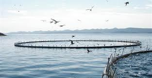 Akvakultura u izvozu ribarstva ima udio od 45 posto