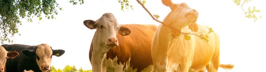 Udruga Baby beef pozdravila ukidanje zabrane izvoza žive stoke